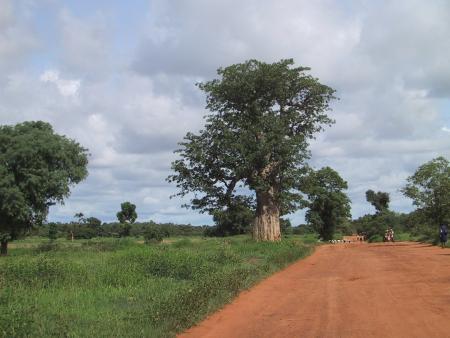 Baobab de Didieni