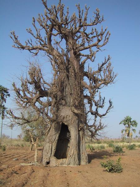 Baobab