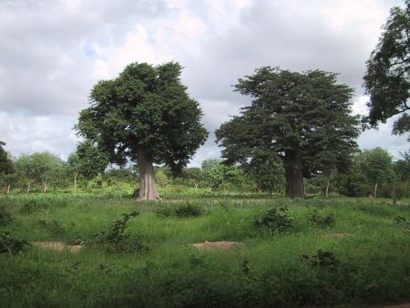 Les baobabes de ma zone